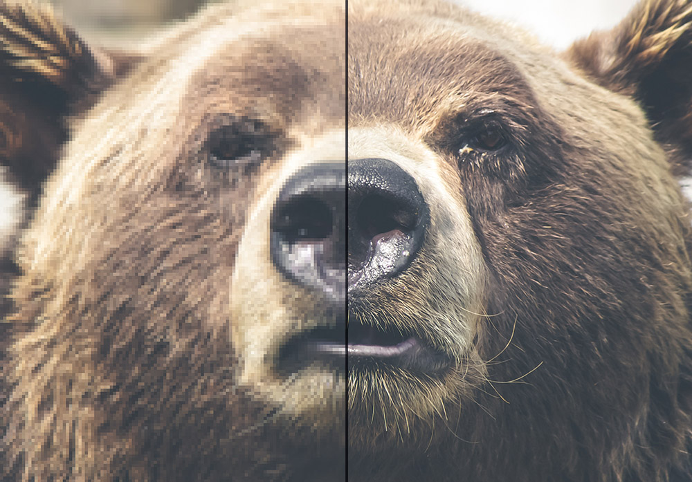 Photo of a bear simulating a side by side comparison of retina vs non-retina images.